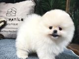Üst Kalite Pomeranian Boo Yavrularımız