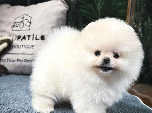 Üst Kalite Pomeranian Boo Yavrularımız görsel