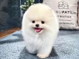 Üst kalite Pomeranian Boo yavrularımız