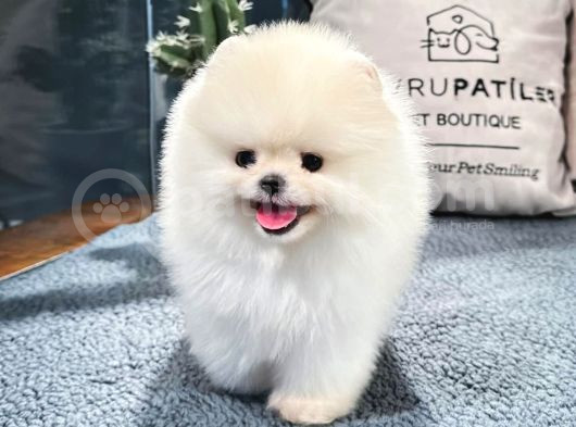 Üst Kalite Pomeranian Boo Yavrularımız