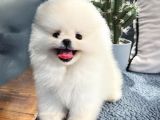 Üst Kalite Pomeranian Boo Yavrularımız
