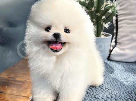 Üst Kalite Pomeranian Boo Yavrularımız görsel