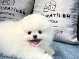 Üst Kalite Pomeranian Boo Yavrularımız