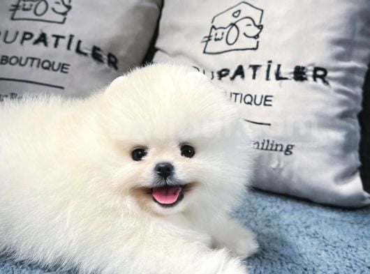 Üst Kalite Pomeranian Boo Yavrularımız görsel