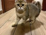 Safkan British Shorthair Golden