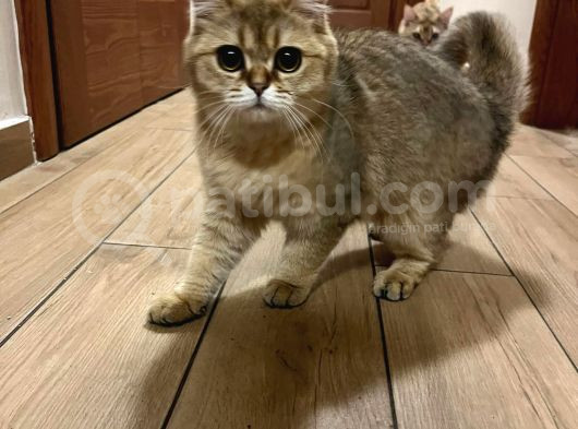 Safkan British Shorthair Golden görsel