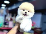 Pomerrian boo yavrularımız Sevimli Yavrular 