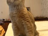 Safkan British Shorthair Golden Yavrular