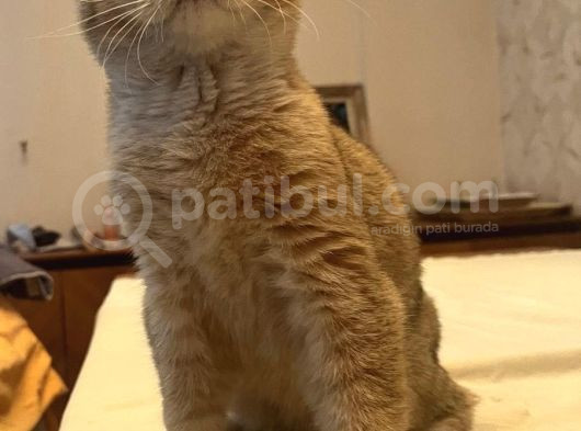 Safkan British Shorthair Golden Yavrular görsel