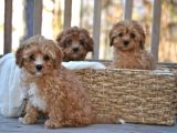 Mini boy puppy kıpkırmızı Red TOOY POODLE 