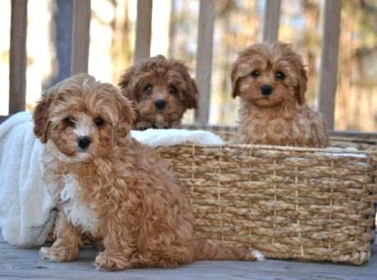Mini Boy Puppy Kıpkırmızı Red Tooy Poodle 