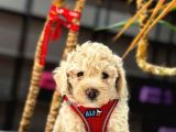 Mini Boy Puppy Kıpkırmızı Red Tooy Poodle 