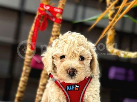 Mini Boy Puppy Kıpkırmızı Red Tooy Poodle  görsel