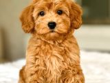 Mini boy puppy kıpkırmızı Red TOOY POODLE 