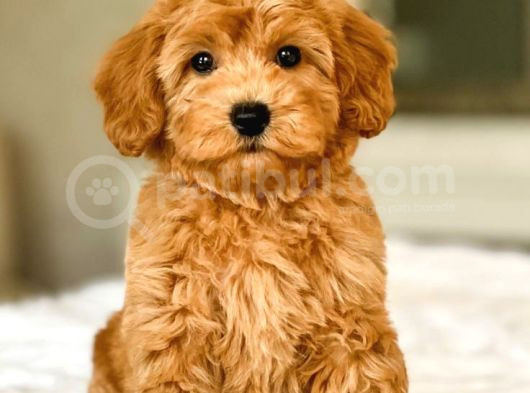 Mini Boy Puppy Kıpkırmızı Red Tooy Poodle 
