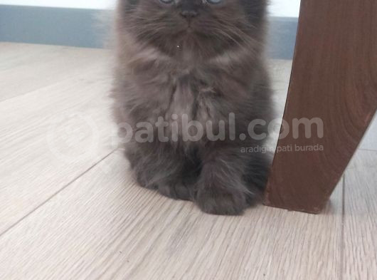 Ballı Yavrular görsel