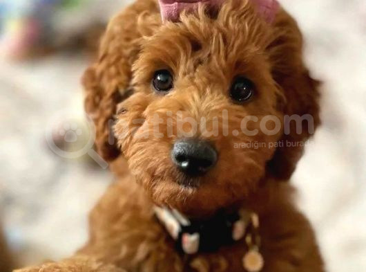 Kıpkırmızı Red Tooy Poodle Sevimli Yavrular 