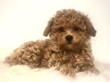 Kıpkırmızı Red Tooy Poodle Sevimli Yavrular 