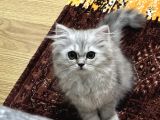 British Longhair