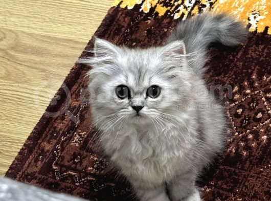 British Longhair görsel