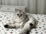 British Longhair