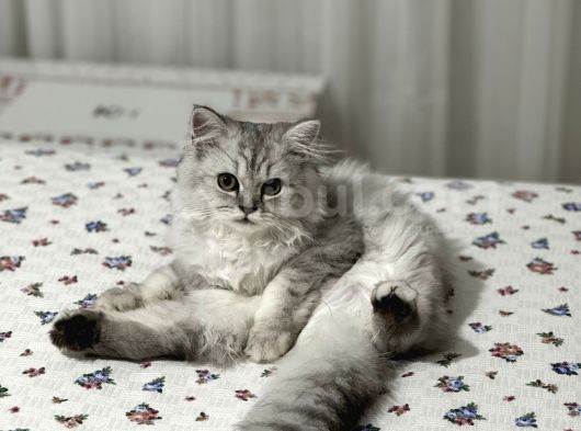 British Longhair görsel