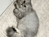 British longhair