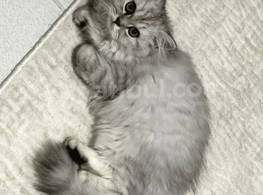 British Longhair