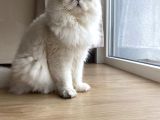 British Longhair