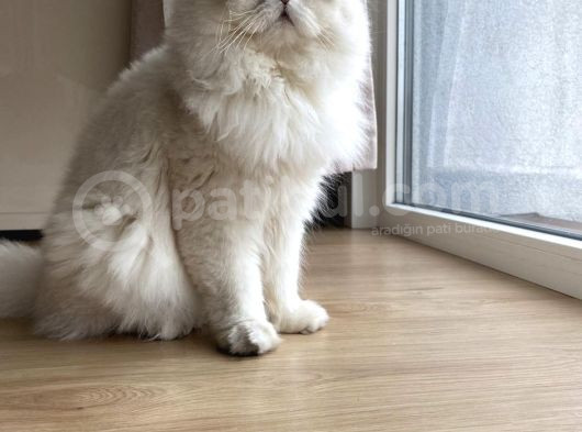 British Longhair görsel
