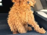 Üst Kalite Tr De Tek Güzellik Toy Poodle