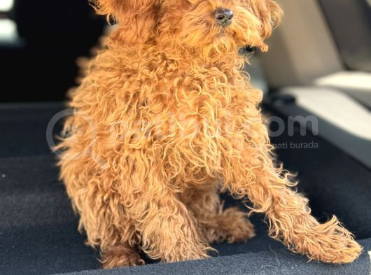 Üst Kalite Tr De Tek Güzellik Toy Poodle görsel