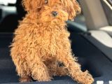 Üst Kalite Tr De Tek Güzellik Toy Poodle