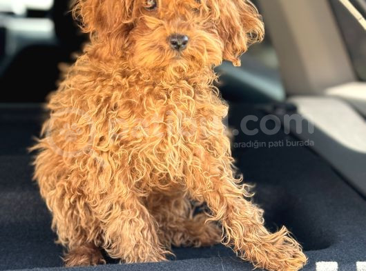 Üst Kalite Tr De Tek Güzellik Toy Poodle görsel
