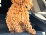 Üst Kalite Tr De Tek Güzellik Toy Poodle