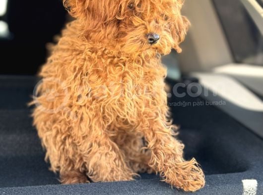 Üst Kalite Tr De Tek Güzellik Toy Poodle görsel