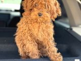 Üst Kalite Tr De Tek Güzellik Toy Poodle