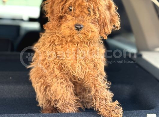 Üst Kalite Tr De Tek Güzellik Toy Poodle görsel