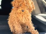 Üst kalite tr de tek güzellik toy poodle