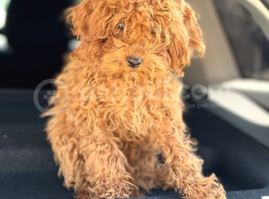 Üst Kalite Tr De Tek Güzellik Toy Poodle