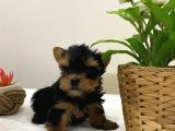 Mini Yorkie Bebişler