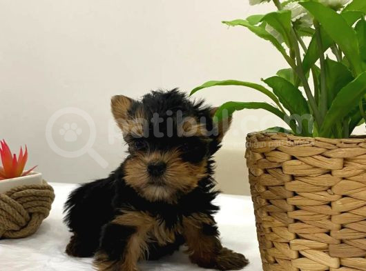 Mini Yorkie Bebişler görsel