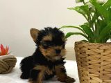 Mini Yorkie Bebişler