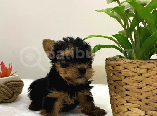 Mini Yorkie Bebişler görsel