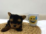 Mini Yorkie Bebişler