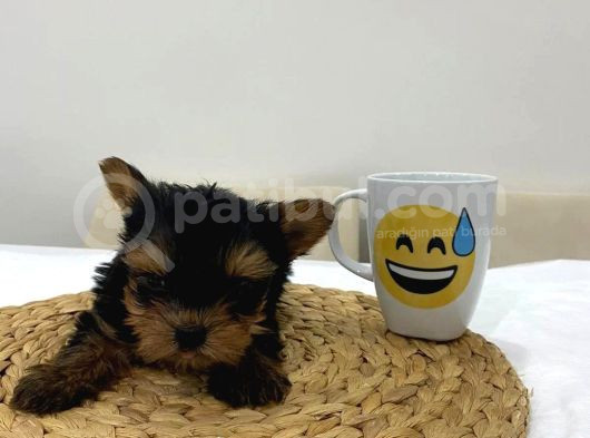 Mini Yorkie Bebişler görsel