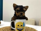 Mini Yorkie Bebişler