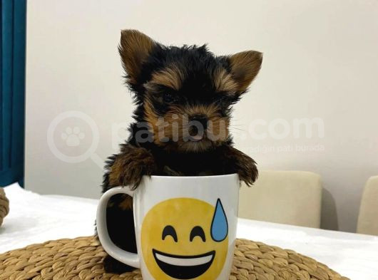 Mini Yorkie Bebişler görsel