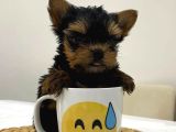 Mini Yorkie Bebişler