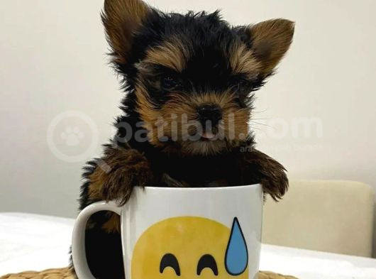 Mini Yorkie Bebişler